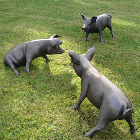 Pigs, young